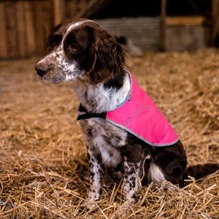 DOGMAN REFLEKSVEST REX ROSA