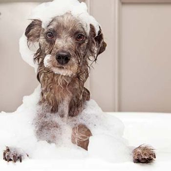 Hovedbilde Pelspleie