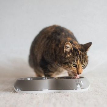 Hovedbilde Matskål/Automat