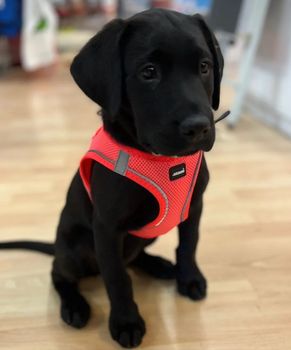 Hovedbilde Diverse seler