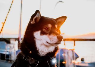 ORBILOC DOG DUAL SAFETY LIGHT