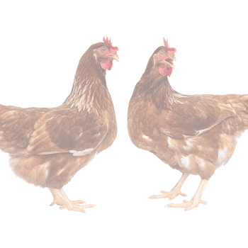 Hovedbilde KYLLING | AND