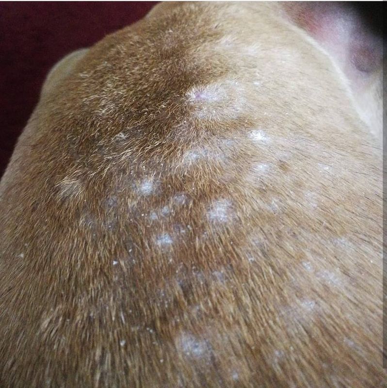 EKHOLMS PROB OLJE 500ml