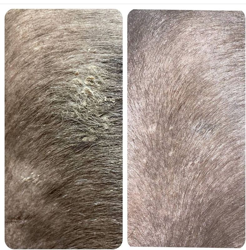 EKHOLMS PROB OLJE 500ml