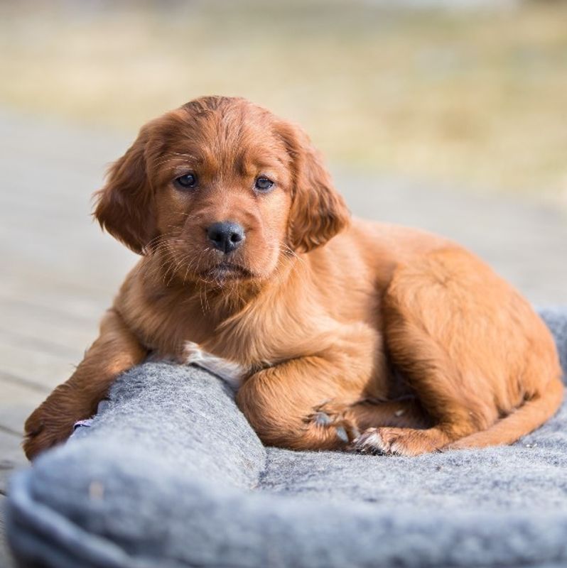 CANELANA ULLSENG M/OPPHØYDE KANTER