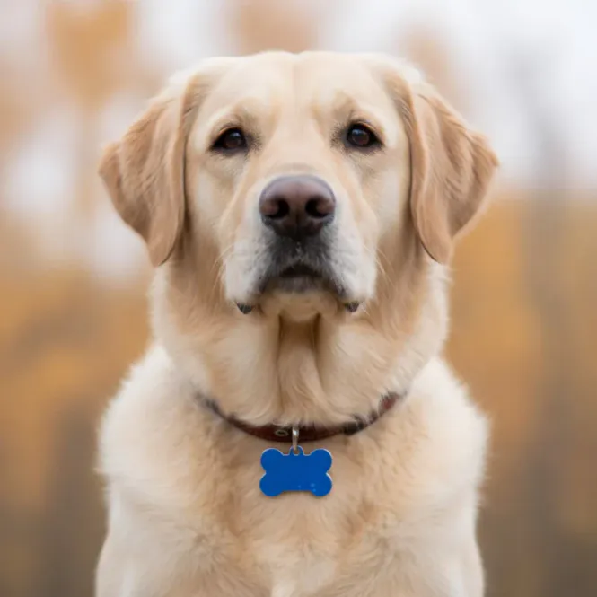 Hovedbilde Hundebein Stort