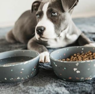 KENTUCKY DOG BOWL TERAZZO GRÅ 