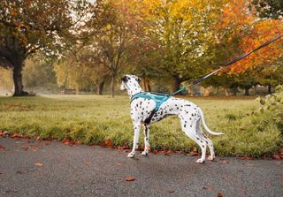 RUSH HARNESS 